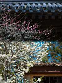 我在武夷上春山｜3月踏青、賞花、品茗全攻略
