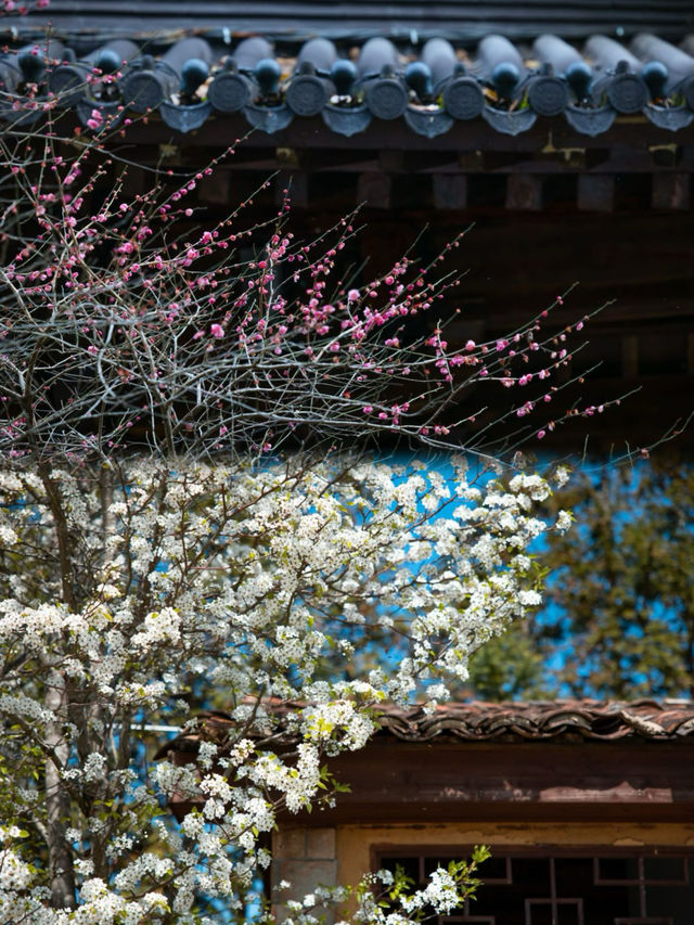 我在武夷上春山｜3月踏青、賞花、品茗全攻略