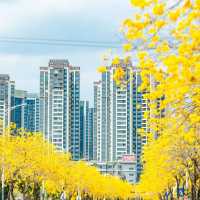 🌸深圳限定！黄花風鈴木怒放，錯過再等一年！