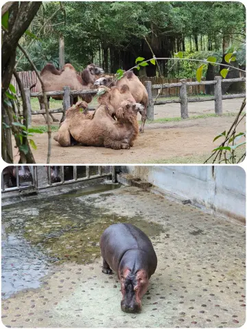 台北動物園超全遊玩攻略來啦！