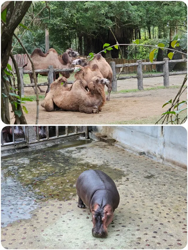 台北動物園超全遊玩攻略來啦!