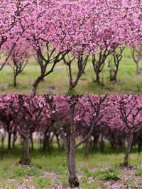 湖南常德賞桃花好去處推薦‖打卡避坑攻略