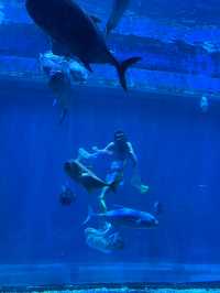 灞橋海洋公園｜體驗絲綢之路上的海洋世界