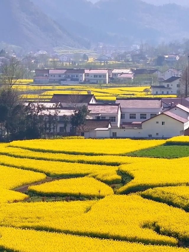三月漢中油菜花封神！闖入了金色童話世界