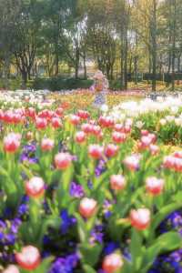 上海市區這片鬱金香花海已經盛開 3.21 實況