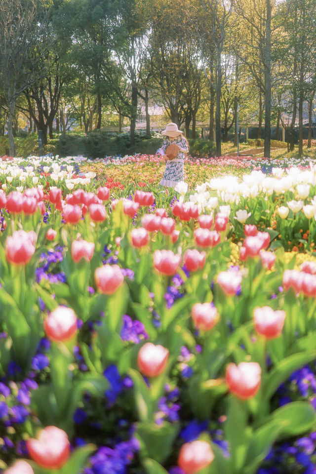 上海市區這片鬱金香花海已經盛開 3.21 實況