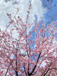 名古屋賞櫻攻略：歷史與現代交織的春日花海！