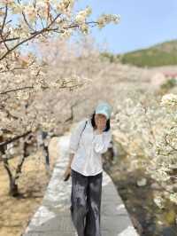 是青島！花開好了！一邊看海一邊賞花