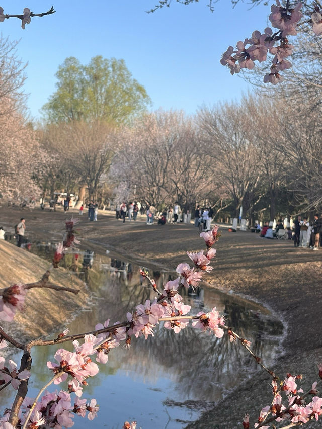 奧森桃花谷的桃花劫～