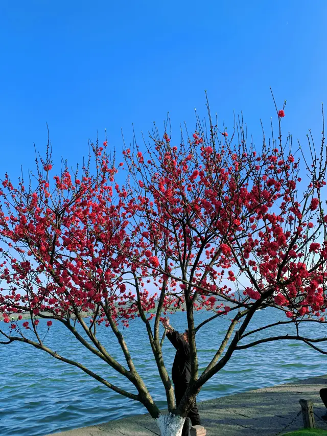 Spring Walk in Hangzhou: Encountering Peach Blossoms at West Lake and Wanxiang Pavilion