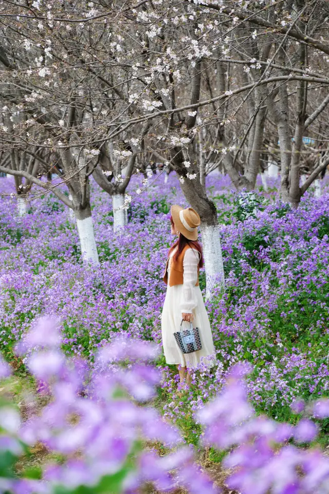 항저우에서 차로 1시간 거리에 있는 숨겨진 명소, 자줏빛 유채꽃 바다가 펼쳐지다