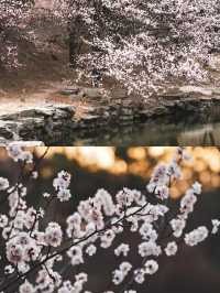 北京賞杏花‖打卡避坑攻略