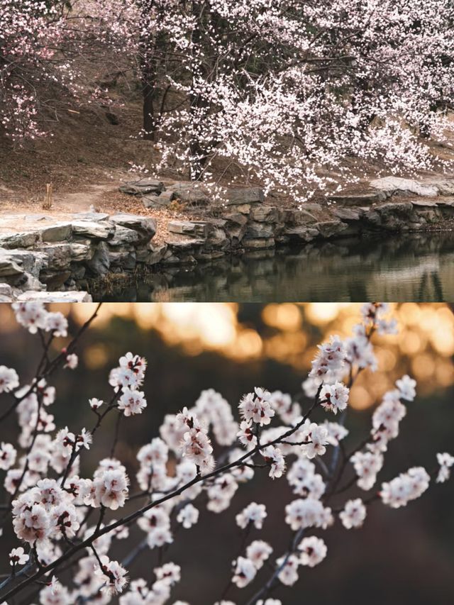 北京賞杏花‖打卡避坑攻略