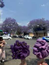 昆明教場中路藍花楹