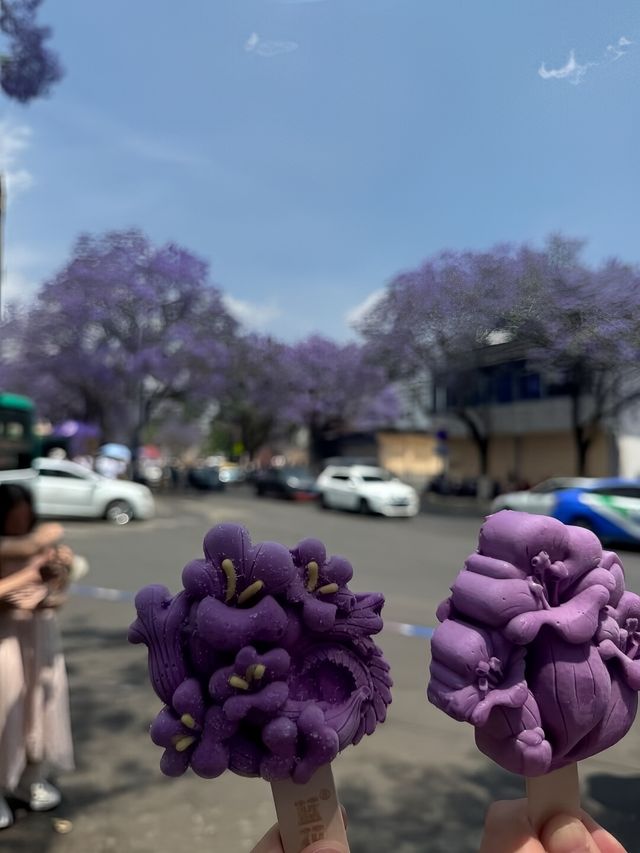 昆明教場中路藍花楹