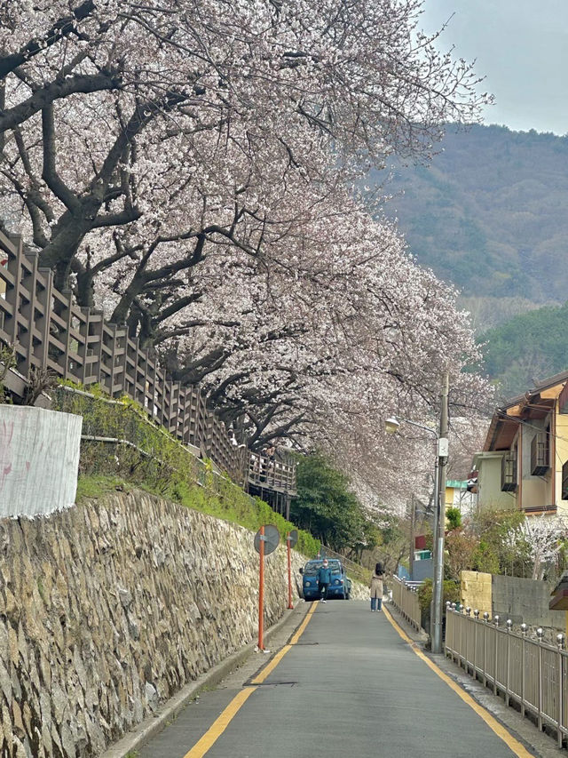 南川洞櫻花路，春風吹拂的浪漫長廊