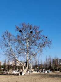 南京城東的「超級綠肺」——麒麟中央公園