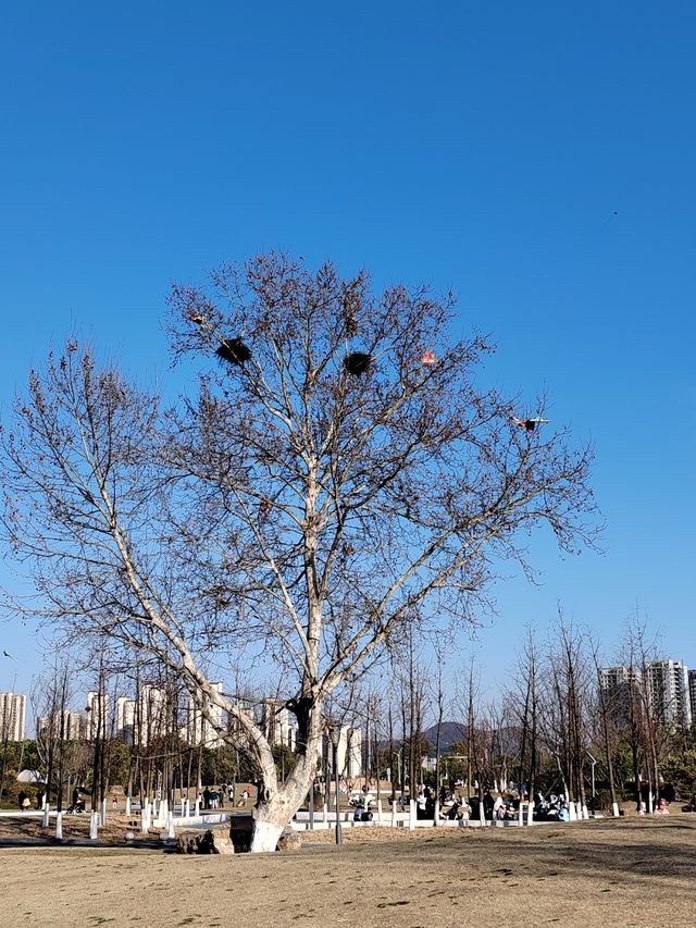 南京城東的「超級綠肺」——麒麟中央公園