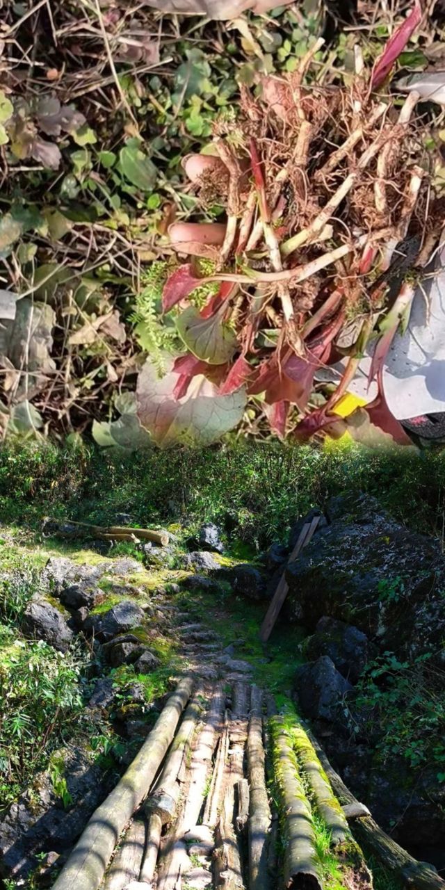 成都周邊1.5小時直達的九龍後山親子遠足攻略
