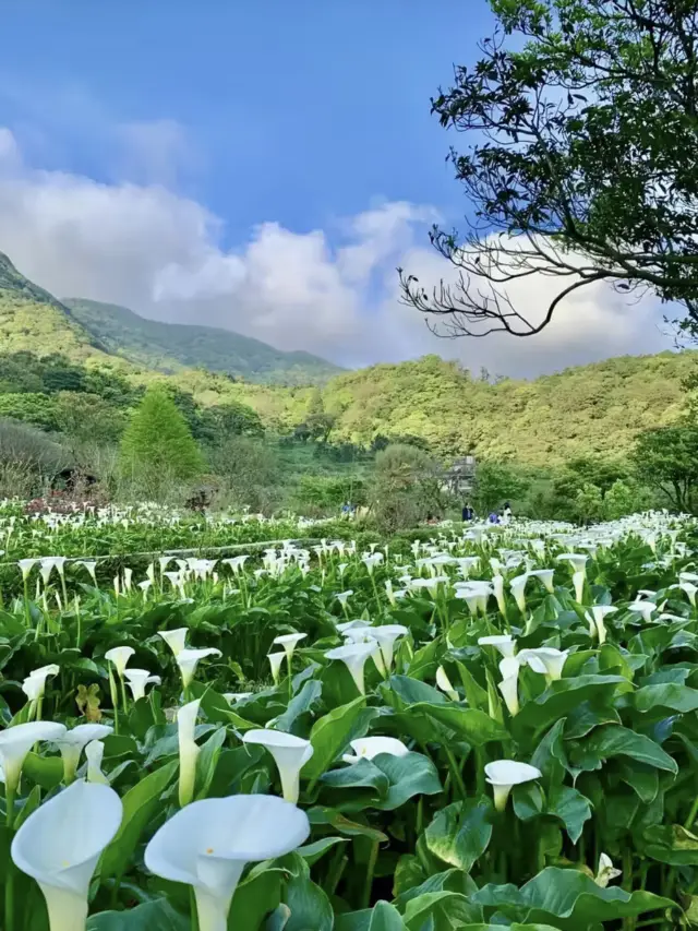 A Tranquil Poem in the Mountains: Strolling Through Zhuzihu