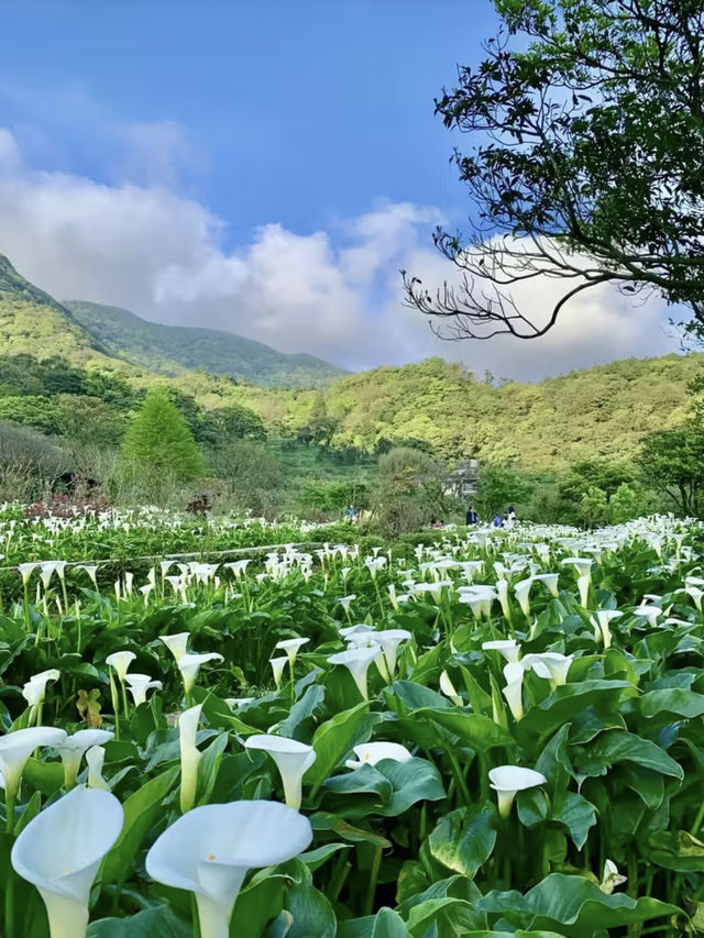 山巒深處的幽靜詩篇：漫步竹子湖