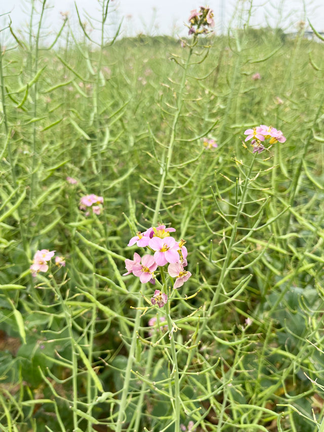 七彩油菜花｜雖然來晚了，但還是相遇了