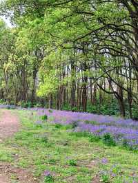 杭州私藏桃花源古林公園春日浪漫暴擊！