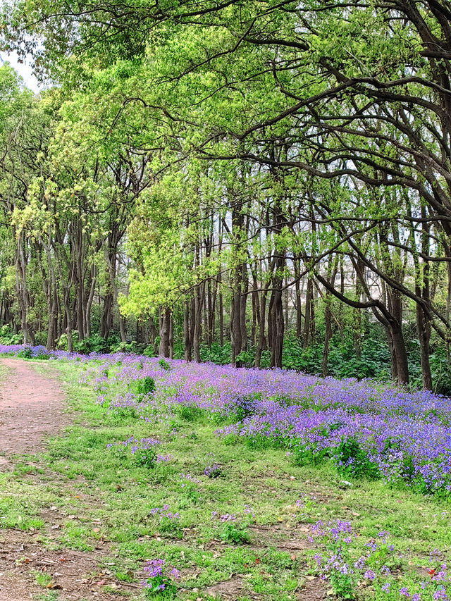 杭州私藏桃花源古林公園春日浪漫暴擊！