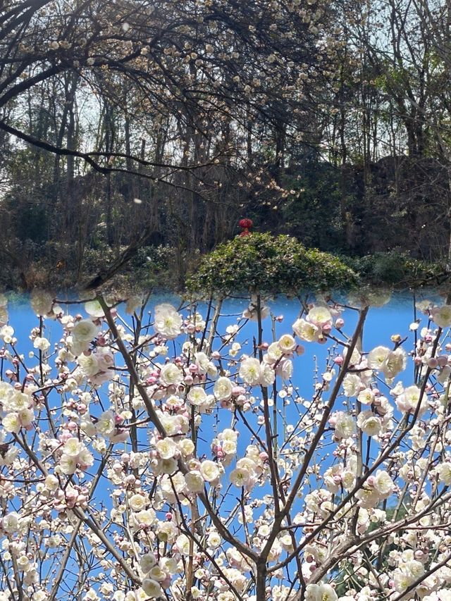 在貴陽，不可錯過的花溪公園，欣賞超讚花海