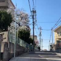 名古屋小眾賞櫻寶地 | 香穡積院的櫻花之約