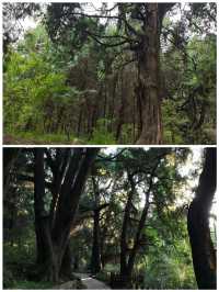 翠雲廊綠樹成蔭，空氣清新，美食誘人，快來呀