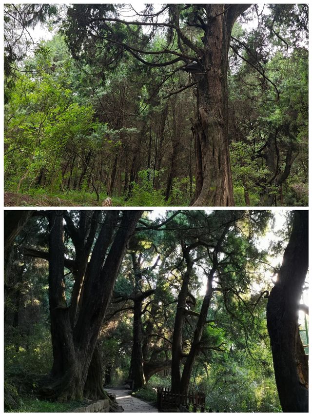 翠雲廊綠樹成蔭，空氣清新，美食誘人，快來呀
