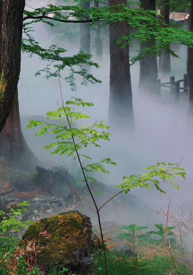 陰雨天的迷霧森林，封神！