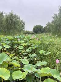 Nanyuan Forest Wetland Park in Beijing! 