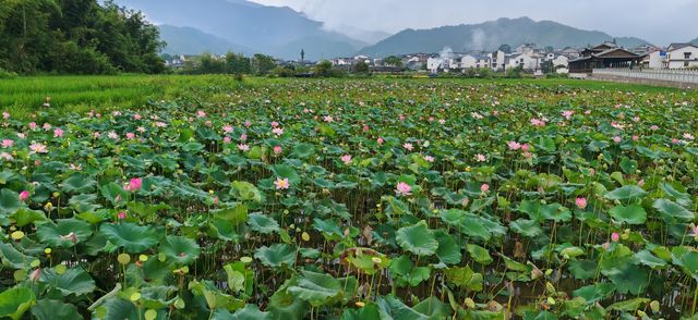 【夏日賞荷】南平五夫：朱熹故里，邂逅盛放的千畝紅蓮