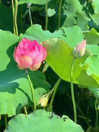 蕪湖夏日限定：荷花咖啡與市中心度假