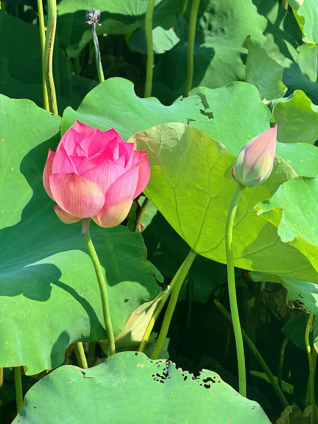 蕪湖夏日限定：荷花咖啡與市中心度假