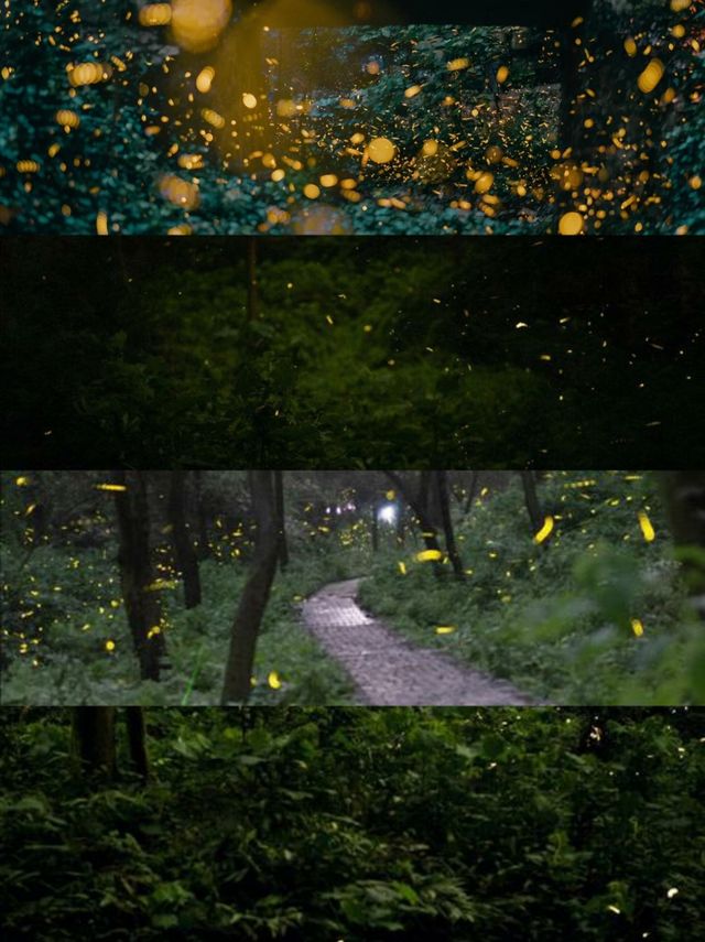 南京螢火森林夜遊夢幻