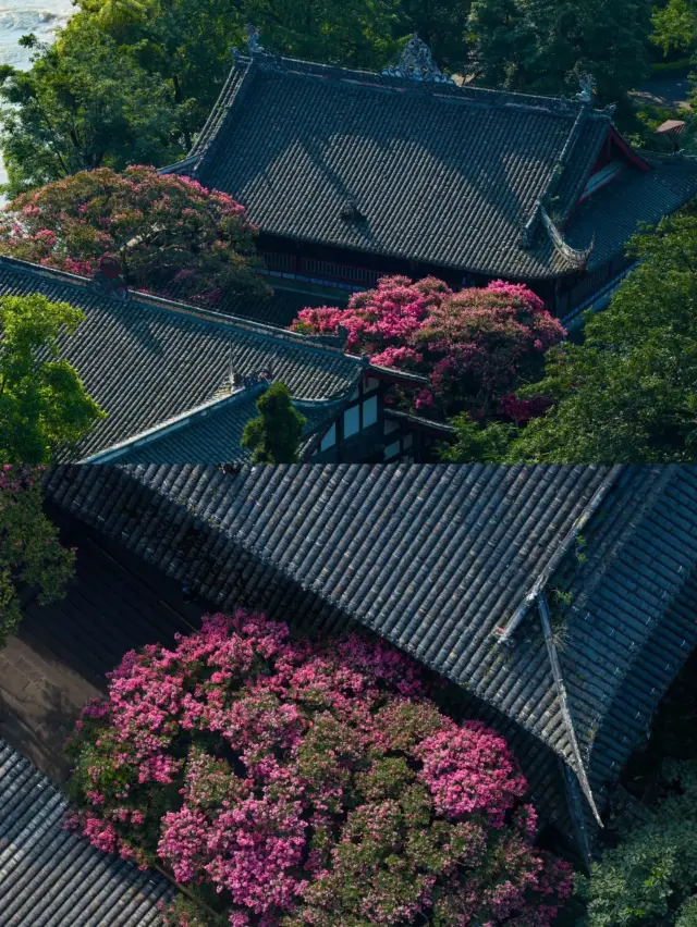 成都周邊一日遊｜熊貓谷+都江堰包車全攻略