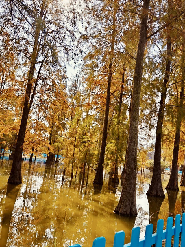 花海流年，漳州東南花都花博園