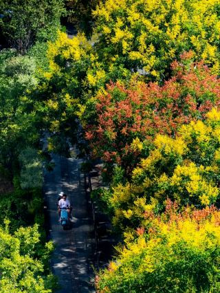 Limited-Time Stunning View! Jinhua is Covered with Golden Flower Seas