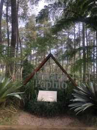 Healing sejenak Orchird forest cikole😇