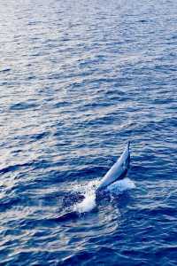 Vilu Reef: A Fourth Adventure in the Maldives
