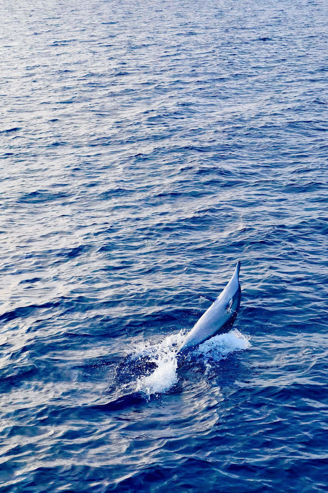 Vilu Reef: A Fourth Adventure in the Maldives