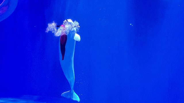 哈爾濱極地館奇幻之旅