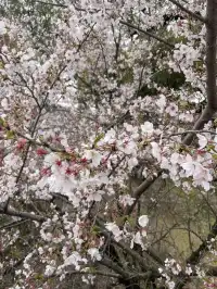 櫻花難民在九州找到了驚喜