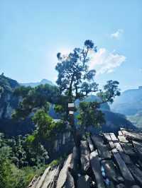 【上帝視角！在天梯上看盡整座山】