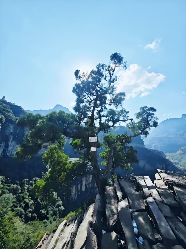 【上帝視角！在天梯上看盡整座山】