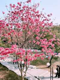 ⛺️ 蓮花山X 筆架山公園｜城市裡也能露營的綠色天堂