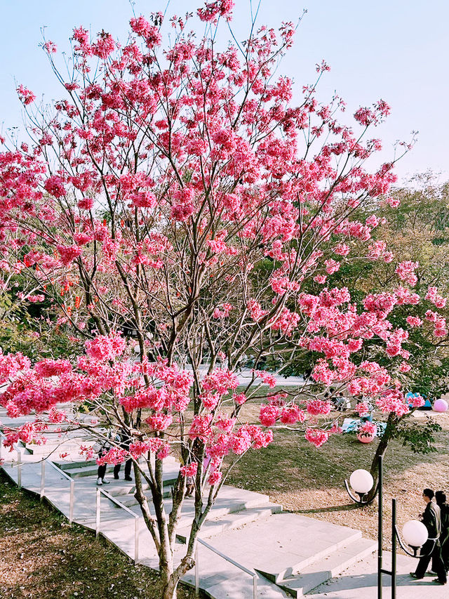⛺️ 蓮花山X 筆架山公園｜城市裡也能露營的綠色天堂